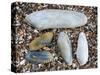 Five Pholadidae, Common Piddock, American Piddock and White Piddock Shells, Normandy, France-Philippe Clement-Stretched Canvas