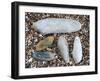 Five Pholadidae, Common Piddock, American Piddock and White Piddock Shells, Normandy, France-Philippe Clement-Framed Photographic Print