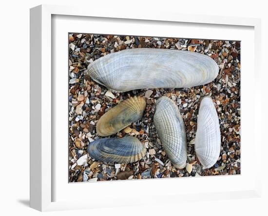 Five Pholadidae, Common Piddock, American Piddock and White Piddock Shells, Normandy, France-Philippe Clement-Framed Photographic Print