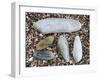 Five Pholadidae, Common Piddock, American Piddock and White Piddock Shells, Normandy, France-Philippe Clement-Framed Photographic Print
