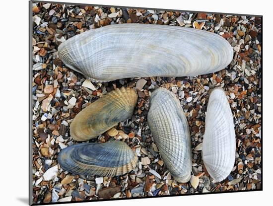 Five Pholadidae, Common Piddock, American Piddock and White Piddock Shells, Normandy, France-Philippe Clement-Mounted Photographic Print