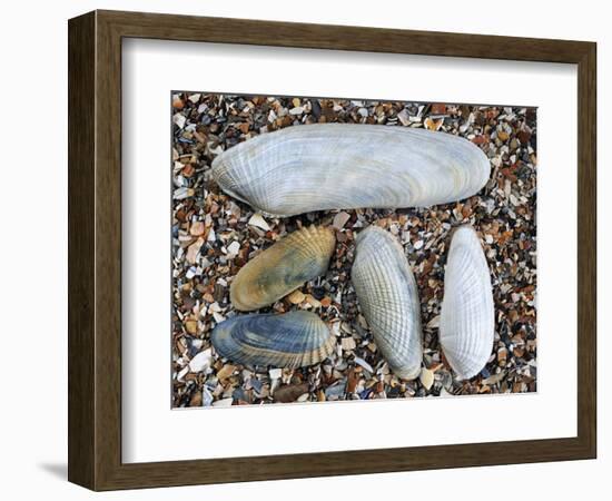 Five Pholadidae, Common Piddock, American Piddock and White Piddock Shells, Normandy, France-Philippe Clement-Framed Photographic Print