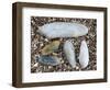 Five Pholadidae, Common Piddock, American Piddock and White Piddock Shells, Normandy, France-Philippe Clement-Framed Photographic Print