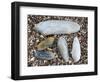 Five Pholadidae, Common Piddock, American Piddock and White Piddock Shells, Normandy, France-Philippe Clement-Framed Photographic Print