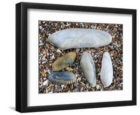 Five Pholadidae, Common Piddock, American Piddock and White Piddock Shells, Normandy, France-Philippe Clement-Framed Photographic Print