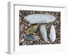 Five Pholadidae, Common Piddock, American Piddock and White Piddock Shells, Normandy, France-Philippe Clement-Framed Photographic Print