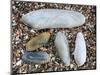 Five Pholadidae, Common Piddock, American Piddock and White Piddock Shells, Normandy, France-Philippe Clement-Mounted Photographic Print