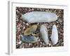 Five Pholadidae, Common Piddock, American Piddock and White Piddock Shells, Normandy, France-Philippe Clement-Framed Photographic Print