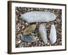 Five Pholadidae, Common Piddock, American Piddock and White Piddock Shells, Normandy, France-Philippe Clement-Framed Photographic Print