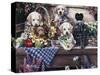 Five Puppies-Jenny Newland-Stretched Canvas