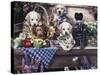 Five Puppies-Jenny Newland-Stretched Canvas