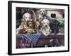 Five Puppies-Jenny Newland-Framed Giclee Print
