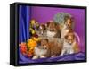 Five Shetland Sheepdog Puppies in and Out of a Hat Box-Zandria Muench Beraldo-Framed Stretched Canvas