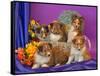 Five Shetland Sheepdog Puppies in and Out of a Hat Box-Zandria Muench Beraldo-Framed Stretched Canvas