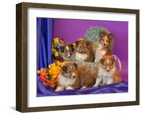 Five Shetland Sheepdog Puppies in and Out of a Hat Box-Zandria Muench Beraldo-Framed Premium Photographic Print