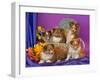 Five Shetland Sheepdog Puppies in and Out of a Hat Box-Zandria Muench Beraldo-Framed Premium Photographic Print