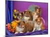 Five Shetland Sheepdog Puppies in and Out of a Hat Box-Zandria Muench Beraldo-Mounted Premium Photographic Print