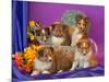 Five Shetland Sheepdog Puppies in and Out of a Hat Box-Zandria Muench Beraldo-Mounted Photographic Print