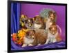 Five Shetland Sheepdog Puppies in and Out of a Hat Box-Zandria Muench Beraldo-Framed Photographic Print