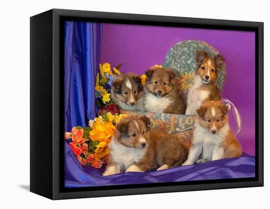 Five Shetland Sheepdog Puppies in and Out of a Hat Box-Zandria Muench Beraldo-Framed Stretched Canvas