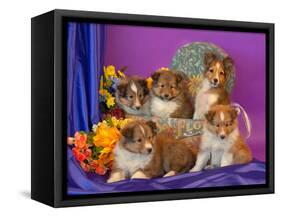 Five Shetland Sheepdog Puppies in and Out of a Hat Box-Zandria Muench Beraldo-Framed Stretched Canvas