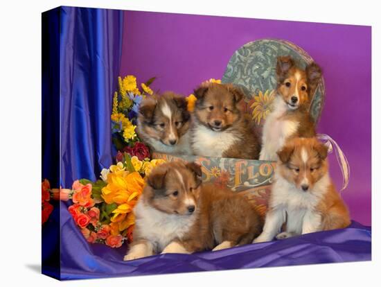 Five Shetland Sheepdog Puppies in and Out of a Hat Box-Zandria Muench Beraldo-Stretched Canvas