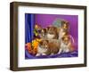 Five Shetland Sheepdog Puppies in and Out of a Hat Box-Zandria Muench Beraldo-Framed Photographic Print