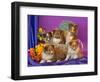 Five Shetland Sheepdog Puppies in and Out of a Hat Box-Zandria Muench Beraldo-Framed Photographic Print