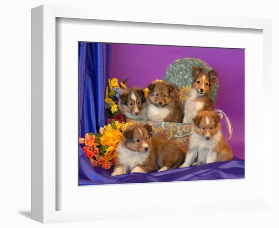 Five Shetland Sheepdog Puppies in and Out of a Hat Box-Zandria Muench Beraldo-Framed Photographic Print