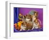 Five Shetland Sheepdog Puppies in and Out of a Hat Box-Zandria Muench Beraldo-Framed Photographic Print