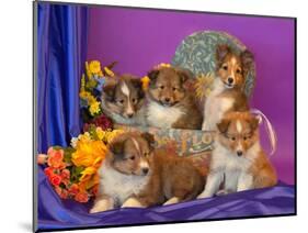 Five Shetland Sheepdog Puppies in and Out of a Hat Box-Zandria Muench Beraldo-Mounted Photographic Print