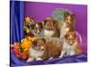 Five Shetland Sheepdog Puppies in and Out of a Hat Box-Zandria Muench Beraldo-Stretched Canvas