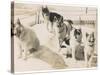 Five Sledge Dogs Wait in Their Pen for Their Next Job-null-Stretched Canvas