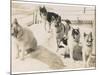 Five Sledge Dogs Wait in Their Pen for Their Next Job-null-Mounted Photographic Print