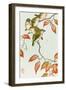 Five Small Birds Perch on a Acorn Tree-Koson Ohara-Framed Giclee Print