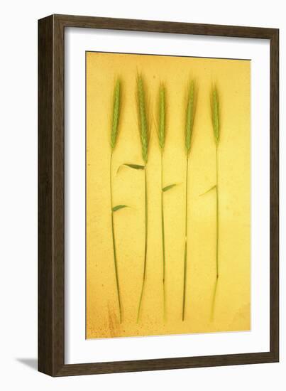 Five Stems-Den Reader-Framed Photographic Print