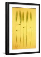 Five Stems-Den Reader-Framed Photographic Print