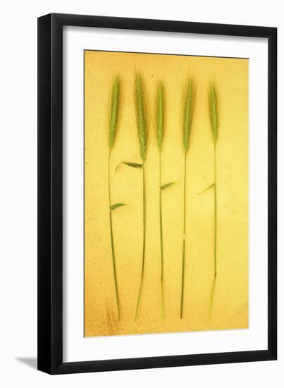 Five Stems-Den Reader-Framed Photographic Print