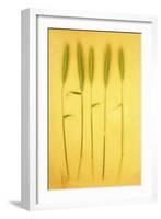 Five Stems-Den Reader-Framed Photographic Print
