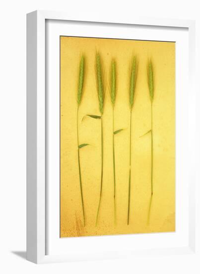 Five Stems-Den Reader-Framed Photographic Print