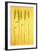 Five Stems-Den Reader-Framed Photographic Print