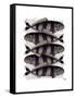 Five Striped Fish-Fab Funky-Framed Stretched Canvas