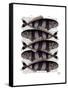 Five Striped Fish-Fab Funky-Framed Stretched Canvas