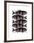 Five Striped Fish-Fab Funky-Framed Art Print