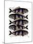 Five Striped Fish-Fab Funky-Mounted Art Print