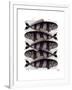 Five Striped Fish-Fab Funky-Framed Art Print