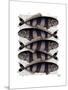 Five Striped Fish-Fab Funky-Mounted Art Print