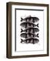 Five Striped Fish-Fab Funky-Framed Art Print