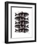 Five Striped Fish-Fab Funky-Framed Art Print