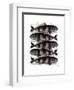 Five Striped Fish-Fab Funky-Framed Art Print